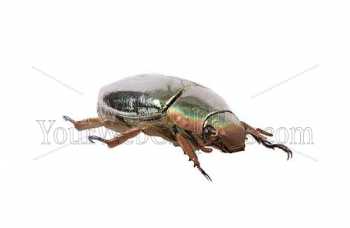 photo - beetle-13-jpg